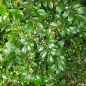 2 Pack Black Huckleberry Live Plants - Sweet Berries, 4 Inch Pot, Outdoor - Image 2