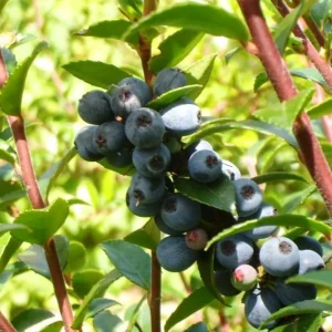 2 Pack Black Huckleberry Live Plants - Sweet Berries, 4 Inch Pot, Outdoor - Image 5