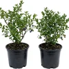 2 Pack Black Huckleberry Live Plants - Sweet Berries, 4 Inch Pot, Outdoor - Image 1