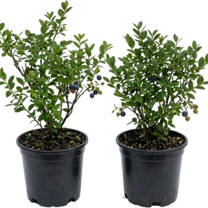 2 Pack Black Huckleberry Live Plants - Sweet Berries, 4 Inch Pot, Outdoor - Image 1