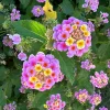 2 Pink Lantana Camara Live Plants – Mosquito Repellent – Attracts Hummingbirds - Image 1