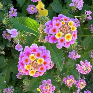 2 Pink Lantana Camara Live Plants – Mosquito Repellent – Attracts Hummingbirds - Image 1