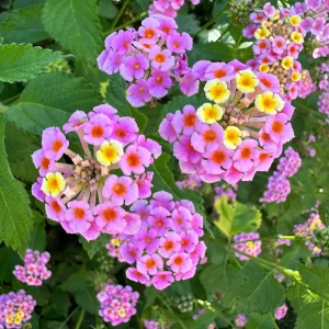 2 Pink Lantana Camara Live Plants – Mosquito Repellent – Attracts Hummingbirds - Image 2