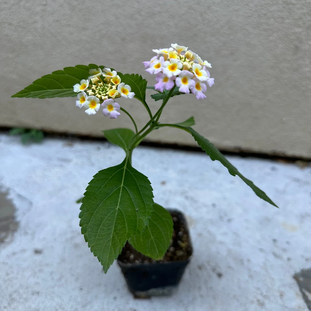 2 Pink Lantana Camara Live Plants – Mosquito Repellent – Attracts Hummingbirds - Image 3