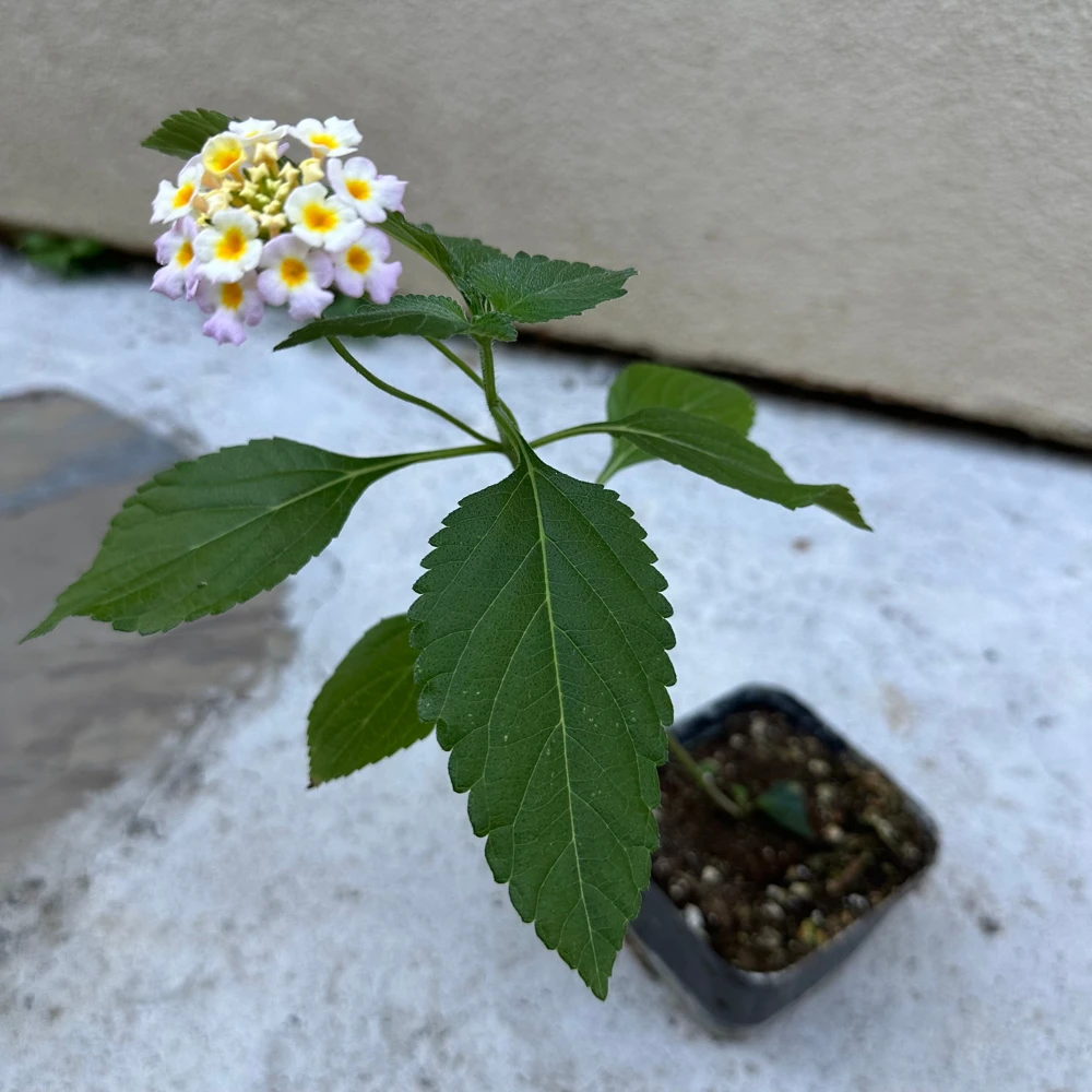 2 Pink Lantana Camara Live Plants – Mosquito Repellent – Attracts Hummingbirds - Image 4