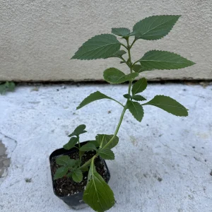 2 Pink Lantana Camara Live Plants – Mosquito Repellent – Attracts Hummingbirds - Image 5