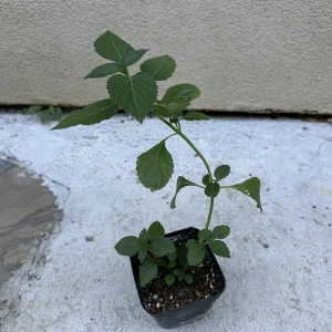 2 Pink Lantana Camara Live Plants – Mosquito Repellent – Attracts Hummingbirds - Image 6
