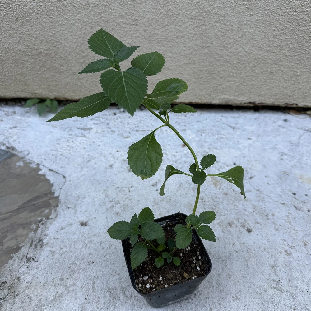 2 Pink Lantana Camara Live Plants – Mosquito Repellent – Attracts Hummingbirds - Image 6
