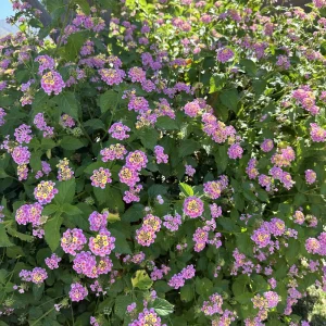 2 Pink Lantana Camara Live Plants – Mosquito Repellent – Attracts Hummingbirds - Image 7
