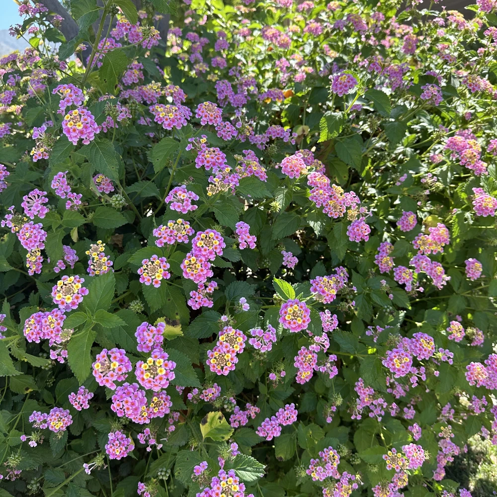 2 Pink Lantana Camara Live Plants – Mosquito Repellent – Attracts Hummingbirds - Image 7