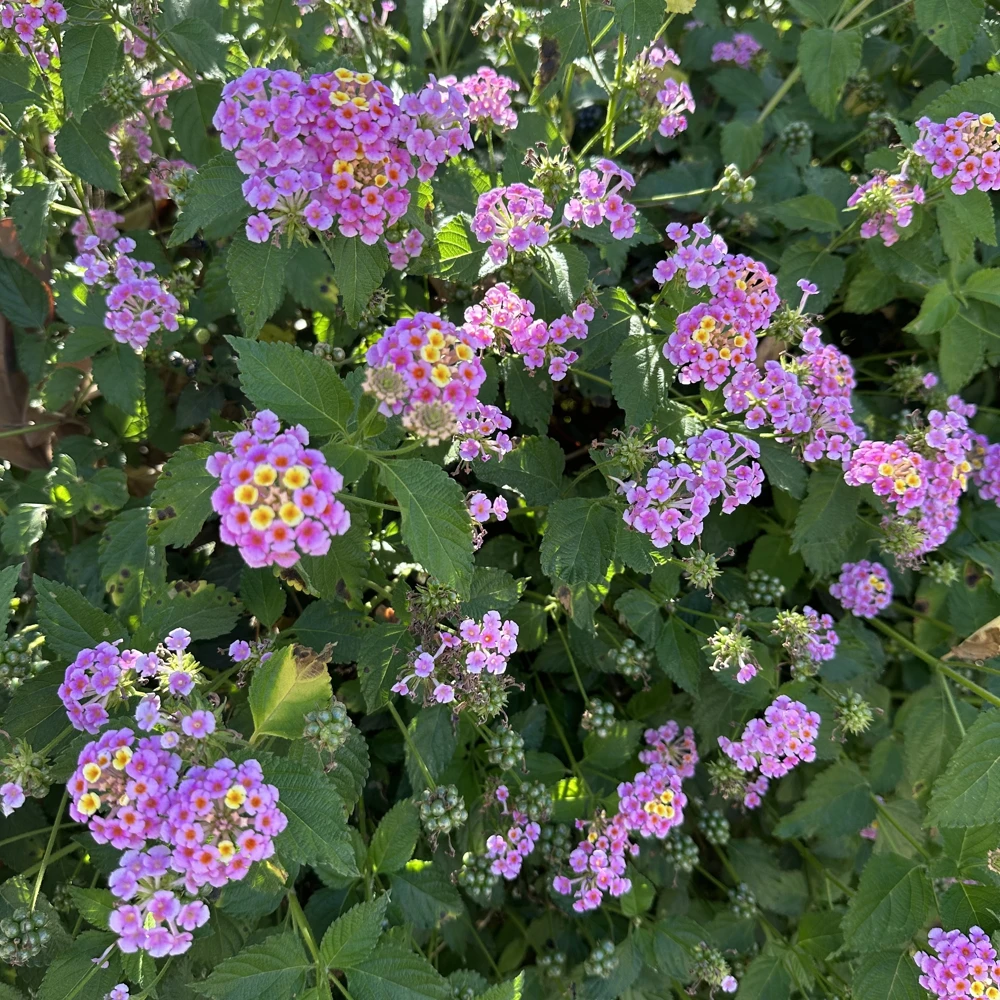 2 Pink Lantana Camara Live Plants – Mosquito Repellent – Attracts Hummingbirds - Image 8
