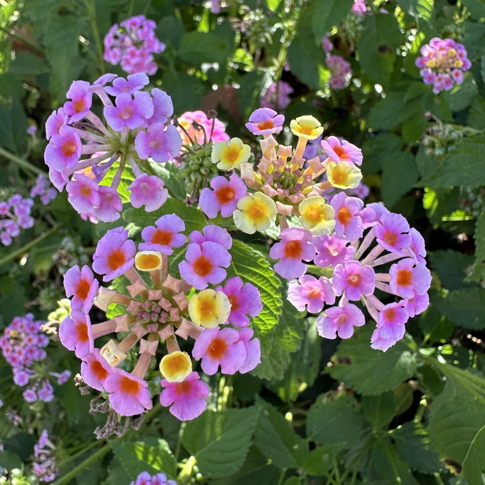2 Pink Lantana Camara Live Plants – Mosquito Repellent – Attracts Hummingbirds - Image 9
