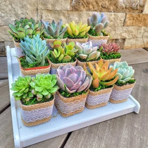 24/50 Pack Succulent Wedding Favors - Live Succulent Plant in 2