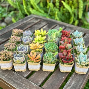 24/50 Pack Succulent Wedding Favors - Live Succulent Plant in 2