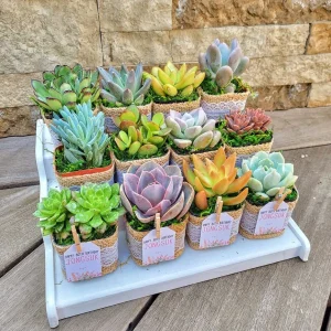 24/50 Pack Succulent Wedding Favors - Live Succulent Plant in 2