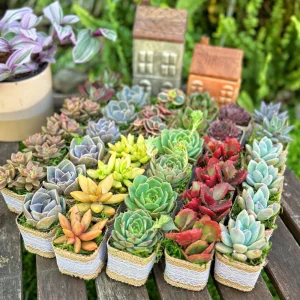 24/50 Pack Succulent Wedding Favors - Live Succulent Plant in 2