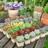 24/50 Pack Succulent Wedding Favors - Live Succulent Plant in 2" Pot - Image 1
