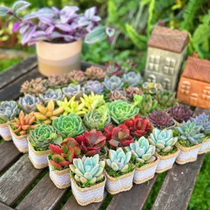 24/50 Pack Succulent Wedding Favors - Live Succulent Plant in 2