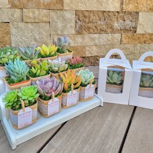 24/50 Pack Succulent Wedding Favors - Live Succulent Plant in 2
