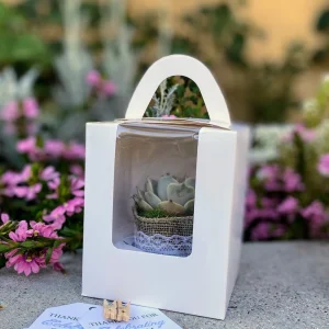 24/50 Pack Succulent Wedding Favors - Live Succulent Plant in 2