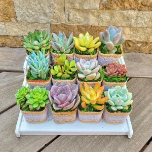 24/50 Pack Succulent Wedding Favors - Live Succulent Plant in 2