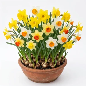 25 Colorful Daffodil Bulbs - Hardy Narcissus, Mixed Colors, Size 12-16 Cm - Image 1