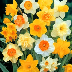 25 Mixed Color Daffodil Bulbs – Hardy Narcissus Flowers for Early Spring Planting - Image 2