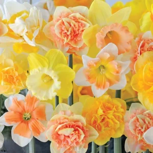 25 Mixed Color Daffodil Bulbs – Hardy Narcissus Flowers for Early Spring Planting - Image 4