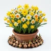 25 Mixed Color Daffodil Bulbs – Hardy Narcissus Flowers for Early Spring Planting - Image 1