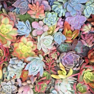 25 Mixed Succulent Cuttings 1-2" Unrooted Rosettes Live Plant Pastels Red Jade - Image 1