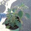 3 Black Cobra Pepper Live Plants - Hot Pepper, 20,000-40,000 SHU - Image 1