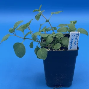 3 Pack Organic Herb Plants -Lavender-Rosemary-Oregano- Live Starter Plants- FREE SHIPPING!!! - Image 2