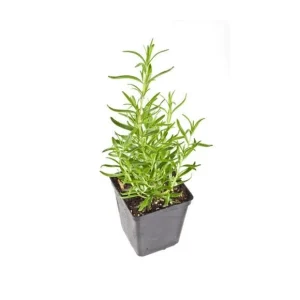 3 Pack Organic Herb Plants -Lavender-Rosemary-Oregano- Live Starter Plants- FREE SHIPPING!!! - Image 3
