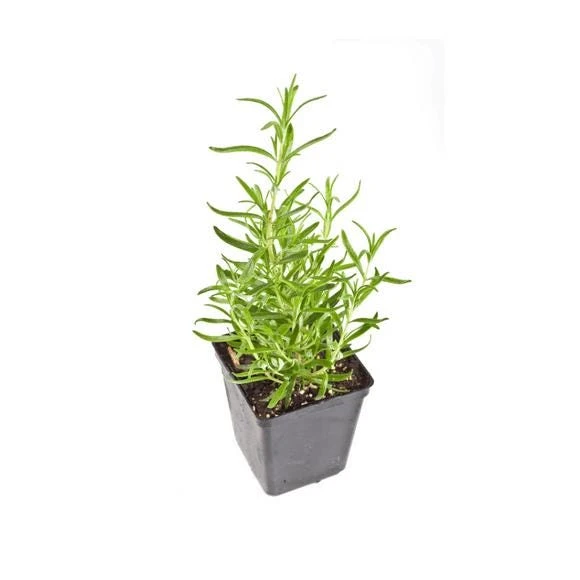 3 Pack Organic Herb Plants -Lavender-Rosemary-Oregano- Live Starter Plants- FREE SHIPPING!!! - Image 3