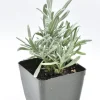 3 Pack Organic Herb Plants -Lavender-Rosemary-Oregano- Live Starter Plants- FREE SHIPPING!!! - Image 1