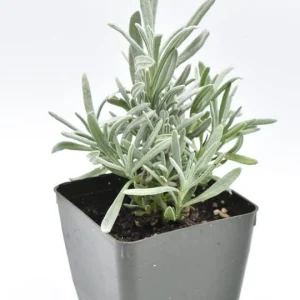 3 Pack Organic Herb Plants -Lavender-Rosemary-Oregano- Live Starter Plants- FREE SHIPPING!!! - Image 1