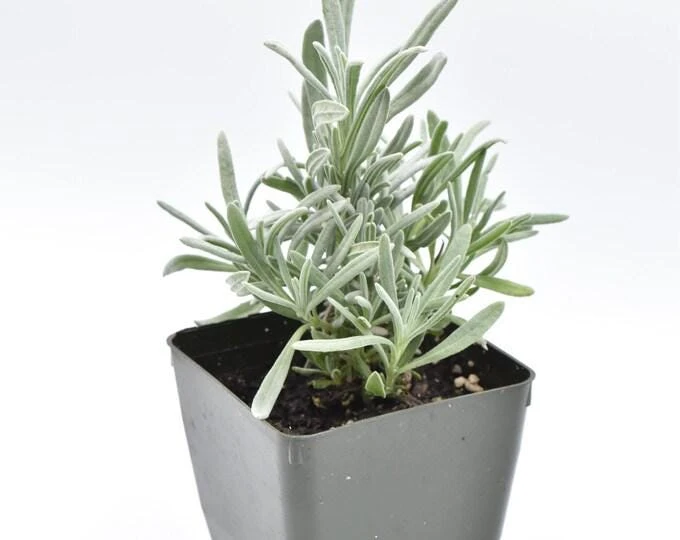 3 Pack Organic Herb Plants -Lavender-Rosemary-Oregano- Live Starter Plants- FREE SHIPPING!!! - Image 1