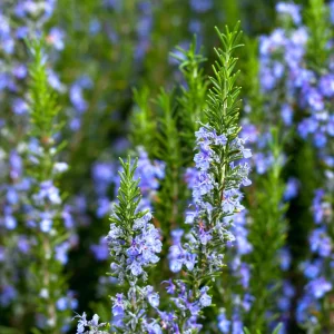 3 Pack Organic Herb Plants -Lavender-Rosemary-Oregano- Live Starter Plants- FREE SHIPPING!!! - Image 5