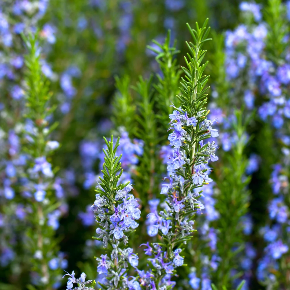 3 Pack Organic Herb Plants -Lavender-Rosemary-Oregano- Live Starter Plants- FREE SHIPPING!!! - Image 5