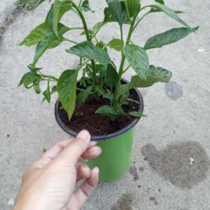 3 Padilla/Chilaca Pepper Live Plant - 6 Inch Pot - Edible Garden - Image 2