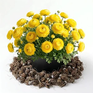 30 Purple Ranunculus Bulbs - Perennial Summer Flowering Corms - Image 3