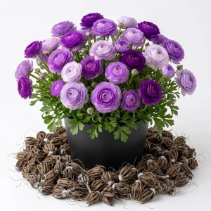 30 Purple Ranunculus Bulbs - Perennial Summer Flowering Corms - Image 6