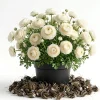 30 Purple Ranunculus Bulbs - Perennial Summer Flowering Corms - Image 1