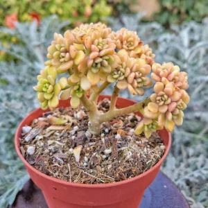 4" Aeonium Lindleyi Suncup Irish Bouquet Live Succulent Plant - Image 1