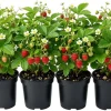4 Pack Wild Strawberry Live Plants - Fragaria Virginiana - 3 Inch Pots - Winter Hardy Outdoor - Image 1