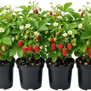 4 Pack Wild Strawberry Live Plants - Fragaria Virginiana - 3 Inch Pots - Winter Hardy Outdoor - Image 1