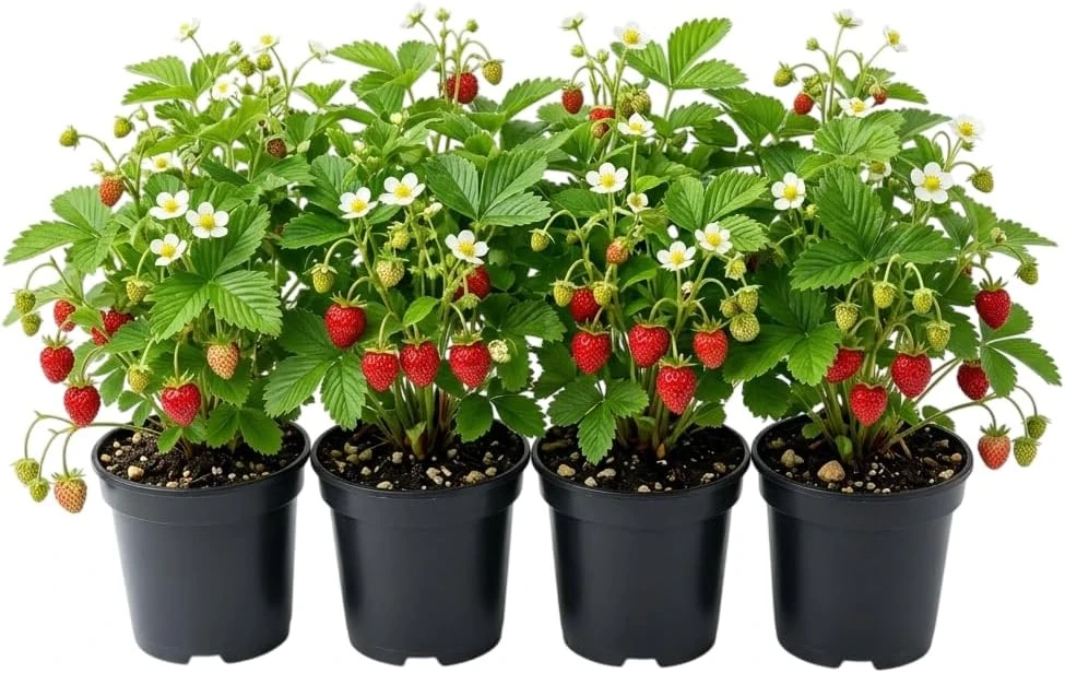 4 Pack Wild Strawberry Live Plants - Fragaria Virginiana - 3 Inch Pots - Winter Hardy Outdoor - Image 1