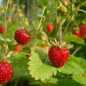 4 Pack Wild Strawberry Live Plants - Fragaria Virginiana - 3 Inch Pots - Winter Hardy Outdoor - Image 3