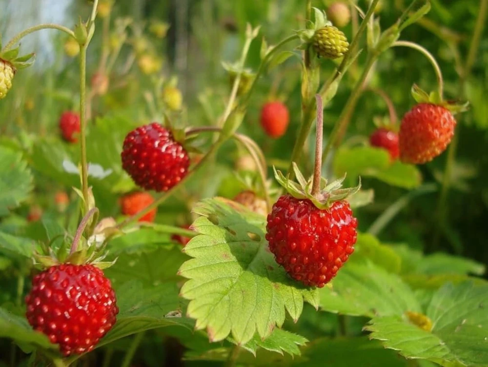 4 Pack Wild Strawberry Live Plants - Fragaria Virginiana - 3 Inch Pots - Winter Hardy Outdoor - Image 3