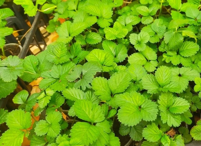 4 Pack Wild Strawberry Live Plants - Fragaria Virginiana - 3 Inch Pots - Winter Hardy Outdoor - Image 4